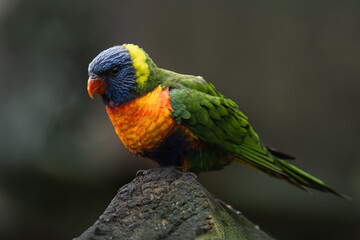 Rainbow lorikeet parrot (Trichoglossus moluccanus)