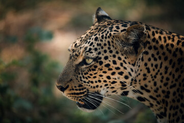 Close-up in sepia of a leopard (Panthera pardus) in the Kenian savannah
