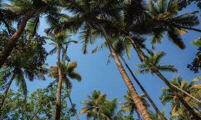 View of the palm tree tops from the bottom up