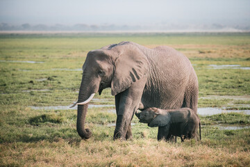 Obraz premium Portrait of an elephant (loxodonta africana) with suckling calf in the african savannah, Kenya 