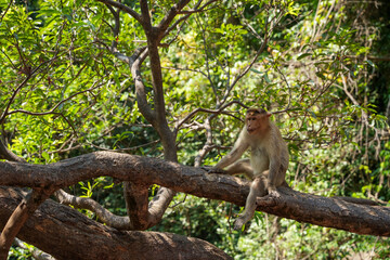 A monkey sits on a tree branch in the jungle