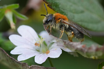 Closeup on a female red-legged mining bee, Andrena haemorrhoa on a white Geranium flower in the fall