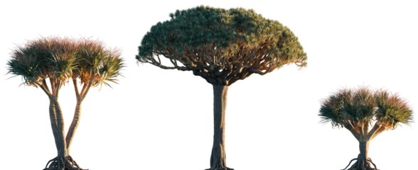 Dracaena draco subtropical tree isolated png in evening on a transparent background premium cutout (the Canary Islands dragon tree, blood tree or drago) 