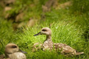 Duck in the zoo enclosure, spring chicks,	
