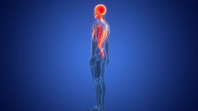 Human Skeleton System Axial Skeleton Bone Joints Anatomy Animation Concept
