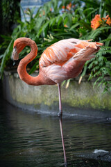 Vertical shot of pink flamingo standing in a water, Madeira, Portugal
