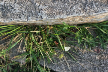 Wild grasses growing on the stone.