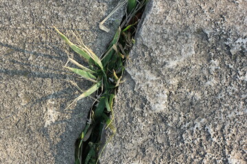 Wild grasses growing on the stone.