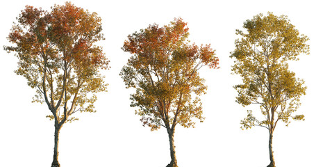 Morus alba tree set (white, common, russian, silkworm mulberry) street summer isolated png on transparent sunset lighting background premium cutout foreground tree