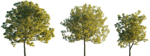 Fraxinus ornus (flowering ash or manna ash) frontal set trees isolated png in sunset lighting on a...