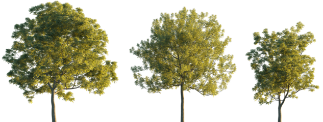 Fraxinus ornus (flowering ash or manna ash) frontal set trees isolated png in sunset lighting on a transparent background perfectly cutout