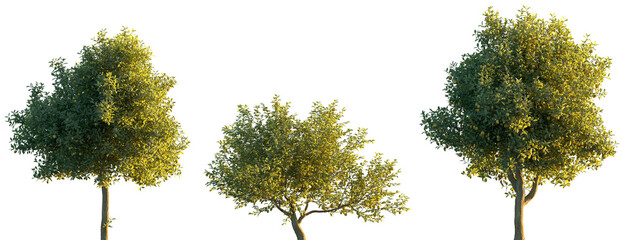 Citrus limon (Citrus × limon, Rutaceae) fruit tree frontal set isolated png on a transparent...