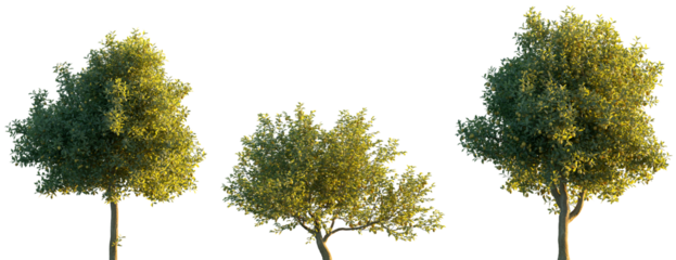 Citrus limon (Citrus × limon, Rutaceae) fruit tree frontal set isolated png on a transparent background perfectly cutout sunset lighting