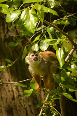 a squirrel monkey perched on a tree branch. Monkeys in their enclosure at the zoo. An animal in captivity.	