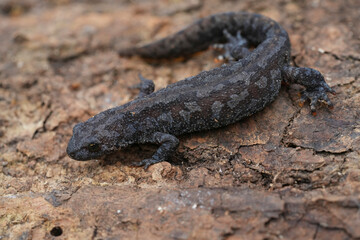 Closeup on a female threatened European alpine newt, Ichthyosaura alpestris