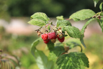 Macro image of ripe Raspberries in Autumn, Suffolk England
