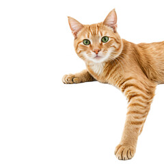 A ginger tabby cat with striking green eyes lies on its side, stretching its front paws and head towards the camera, against a white background, creating a serene and captivating image