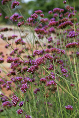 Macro of Verberna blooms, Suffolk England

