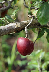Ripe red cooking apple hanging from a branch, Suffolk England
