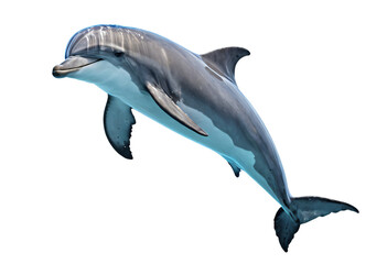 A gray and white dolphin with a pointed nose and curved tail swims towards the right side of the image, surrounded by blue bubbles and a white background, creating a dynamic and captivating scene