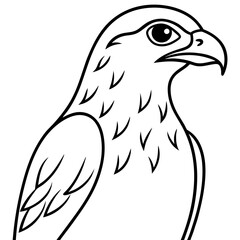 Hawk