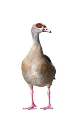 Frontal portrait of an adult male Nile or Egyptian goose (Alopochen aegyptiaca) isolated on white background