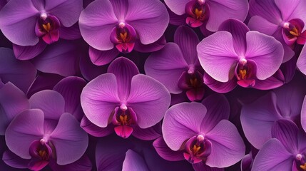 Fototapeta premium A seamless floral background of blooming purple orchid flowers, showcasing natural beauty and elegance.