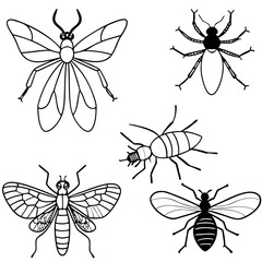 Insects