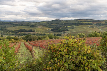Naklejka premium I campi e i castelli intorno a Montespertoli in provincia di Firenze a fine ottobre