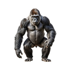 A majestic, muscular gorilla stands upright on its hind legs, facing the camera with a serious expression, against a stark white background, creating a striking contrast