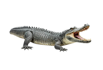 A toy alligator lies on its side, its head turned to the right, with its mouth open, revealing sharp teeth and a gray body, against a white background