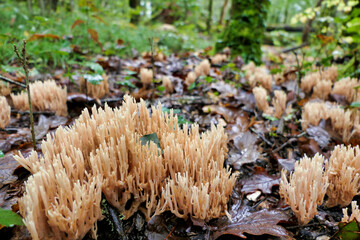 Ramaria stricta aka Strict Branch Coral growing through the autumn leaves in a forest setting
