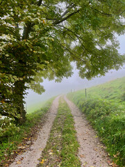 Gravel path passing under a large tree, leading into the infinity of fog