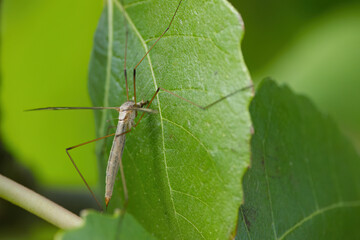 Tipulidae on a fig leaf, stilt midge, mosquito, giant mosquito on fig leaf, insect on fig leaf