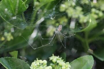 Araignée dans les fusains (marbled cellar spider), Holocnemus pluchei