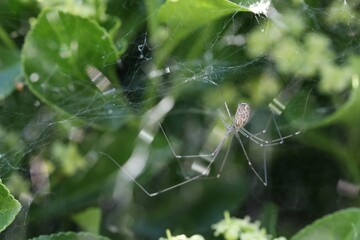 Araignée dans les fusains (marbled cellar spider), Holocnemus pluchei