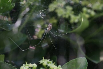 Araignée dans les fusains (marbled cellar spider), Holocnemus pluchei