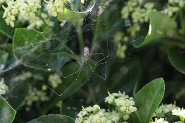 Araignée dans les fusains (marbled cellar spider), Holocnemus pluchei