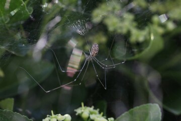 Araignée dans les fusains (marbled cellar spider), Holocnemus pluchei