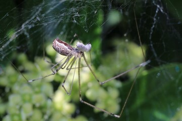 Araignée dans les fusains (marbled cellar spider), Holocnemus pluchei