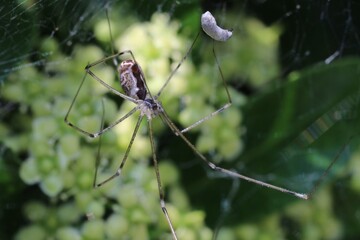 Araignée dans les fusains (marbled cellar spider), Holocnemus pluchei