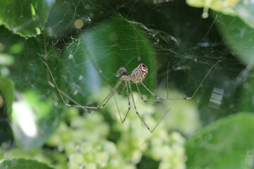 Araignée dans les fusains (marbled cellar spider), Holocnemus pluchei