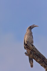Grey Hornbill perched on a tree stump.