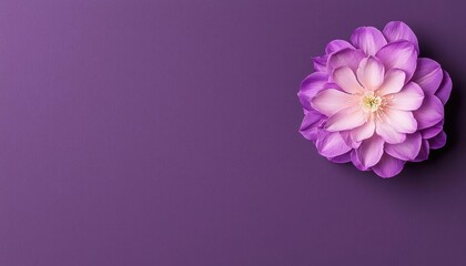 Naklejka premium Beautiful purple flower on a purple background, showcasing its vibrant colors and delicate petals.