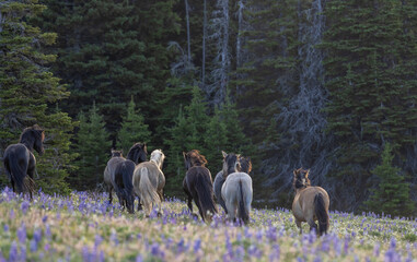 Wild Horses in the Pryor Mountains Montana in Summer