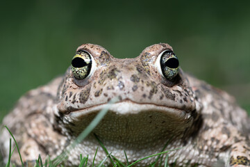 Retrato de Sapo Corredor en España