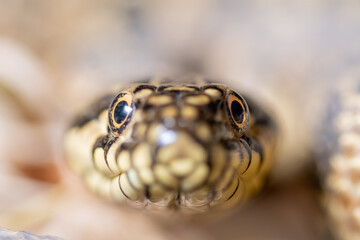 Culebra de agua en España