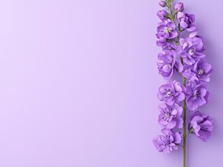 Obraz premium Purple flower on a soft lavender background, showcasing delicate petals and vibrant color.