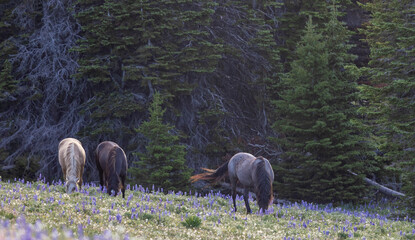 Wild Horses in the Pryor Mountains Montana in Summer