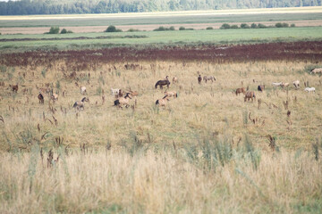 A beautiful thoroughbred horse grazing in a pasture.